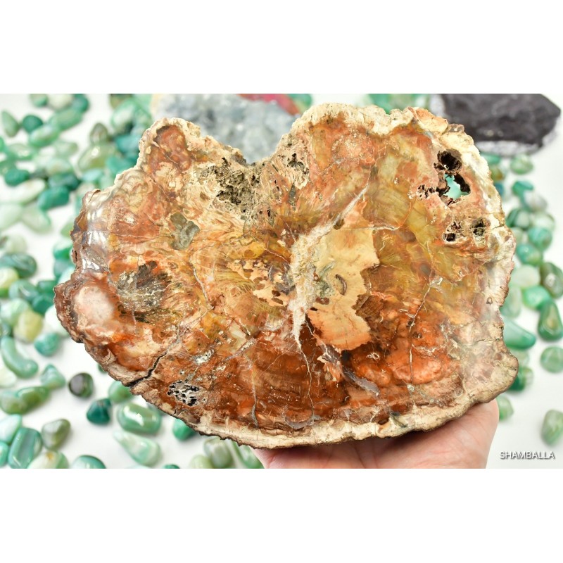 Skamieniałe drewno plaster okaz - 1,02 kg - Kamienie naturalne - Sklep Shamballa