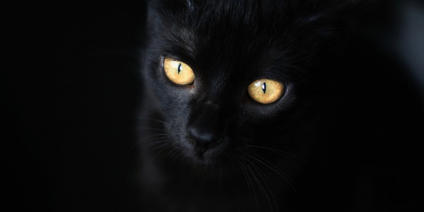 Czarny Kot - pechowy czy magiczny?
